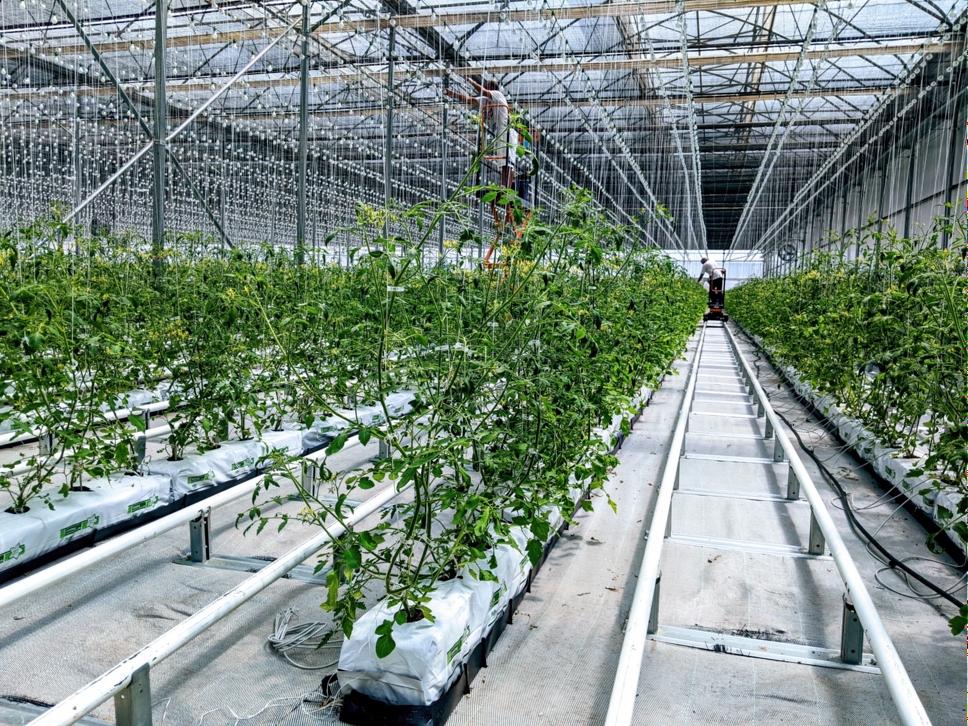 State-Of-The-Art Greenhouse - VITOK