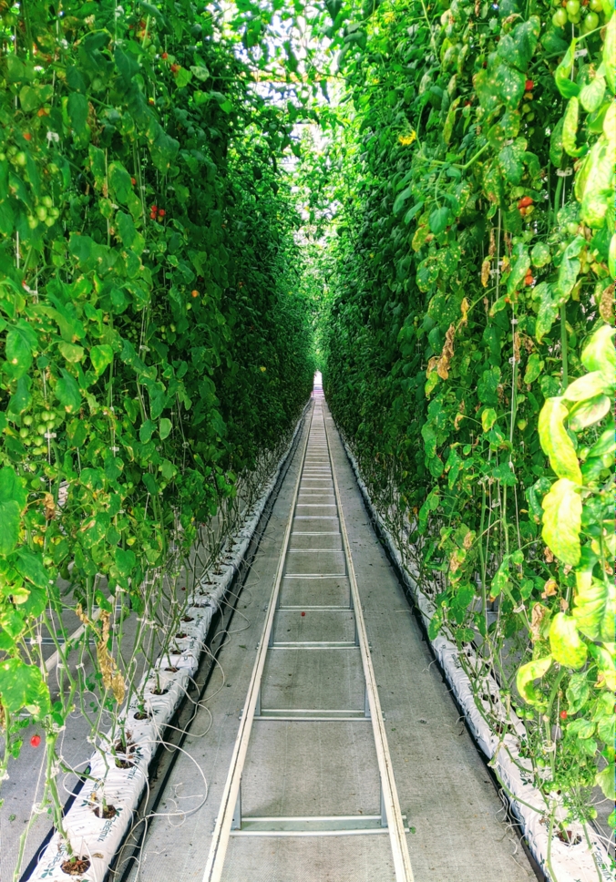 Tomatoes in a greenhouse